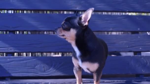 Cão Estimação Anda Rua Chihuahua Cão Para Uma Caminhada Chihuahua — Vídeo de Stock