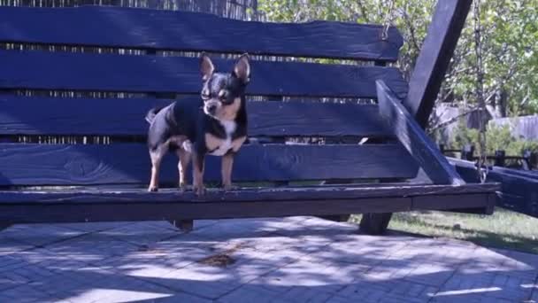 Cão Estimação Anda Rua Chihuahua Cão Para Uma Caminhada Chihuahua — Vídeo de Stock
