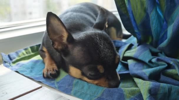 Σκυλί Στο Σπίτι Σκύλος Περιμένει Τον Ιδιοκτήτη Του Τσιουάουα Κατοικίδιο — Αρχείο Βίντεο