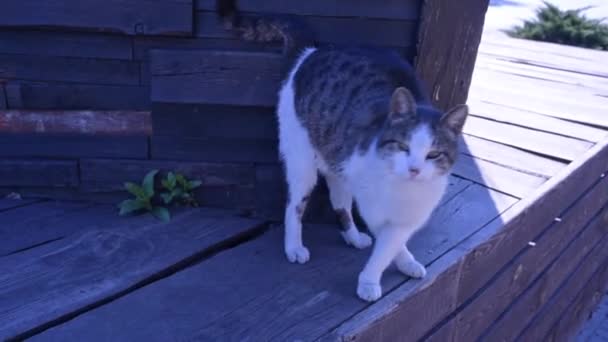 White Spotted Street Cat Sits Fence Cat Walk Street Spring — Stock Video