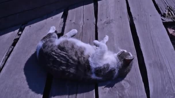 一只白斑的街头猫坐在栅栏上 春天在猫 阳光灿烂的日子白猫在栅栏上 街上的白灰猫 — 图库视频影像