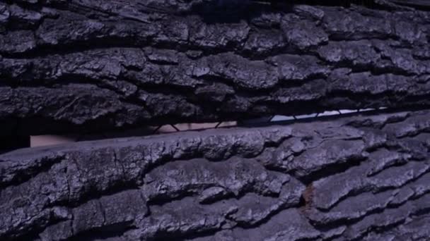 Casca Textura Árvore Textura Casca Madeira Parte Uma Árvore Luz — Vídeo de Stock