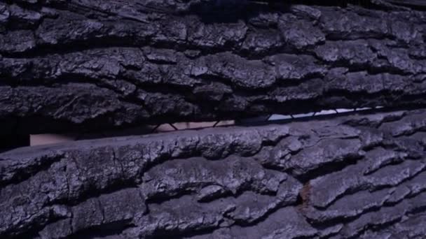 Bark Tree Texture Wood Bark Texture Part Tree Daylight Invoice — Stock Video