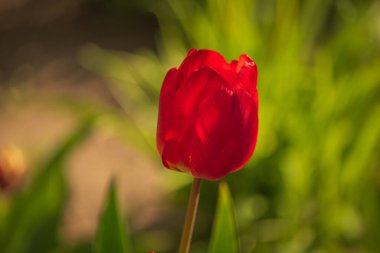 Bahçedeki kırmızı laleler. Laleler, bahar. Baharda doğa. Çiçekler açıyor.