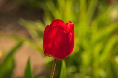 Bahçedeki kırmızı laleler. Laleler, bahar. Baharda doğa. Çiçekler açıyor.