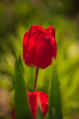 Bahçedeki kırmızı laleler. Laleler, bahar. Baharda doğa. Çiçekler açıyor.