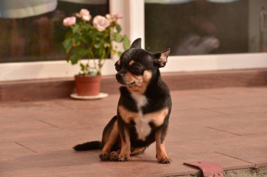 Chihuahua kapının önünde oturuyor. Küçük bir chihuahua köpeği sokakta kapı girişinde oturuyor. Shorthair adında küçük bir köpek türü. Köpek evde.