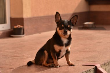 Chihuahua kapının önünde oturuyor. Küçük bir chihuahua köpeği sokakta kapı girişinde oturuyor. Shorthair adında küçük bir köpek türü. Köpek evde.