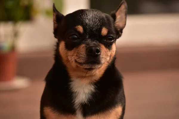 Chihuahua Sentado Porta Pequeno Cachorro Chihuahua Sentado Rua Por Uma — Fotografia de Stock