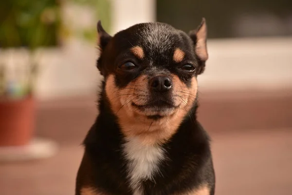 Chihuahua Kapının Önünde Oturuyor Küçük Bir Chihuahua Köpeği Sokakta Kapı — Stok fotoğraf