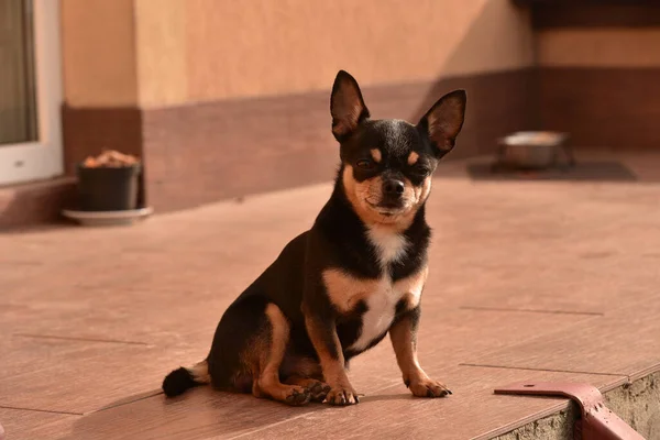 Chihuahua Sentado Puerta Pequeño Perro Chihuahua Sentado Calle Junto Una — Foto de Stock