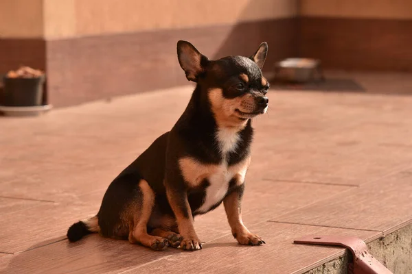 Chihuahua Sentado Porta Pequeno Cachorro Chihuahua Sentado Rua Por Uma — Fotografia de Stock