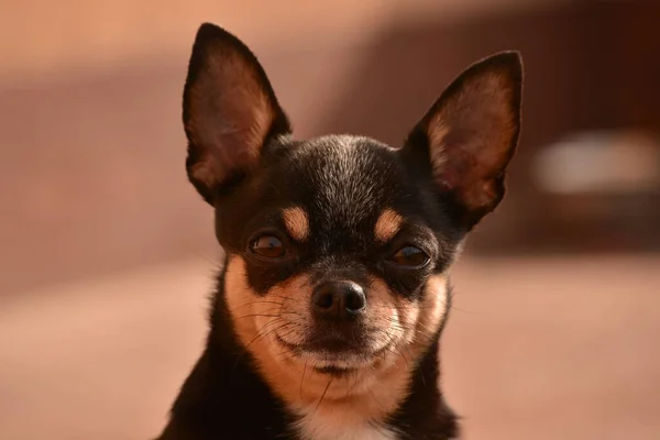 Chihuahua Sentado Puerta Pequeño Perro Chihuahua Sentado Calle Junto Una —  Fotos de Stock