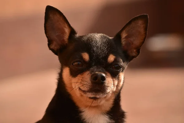 Chihuahua Küszöbön Egy Kis Csivava Kutya Utcán Ajtó Mellett Kis — Stock Fotó