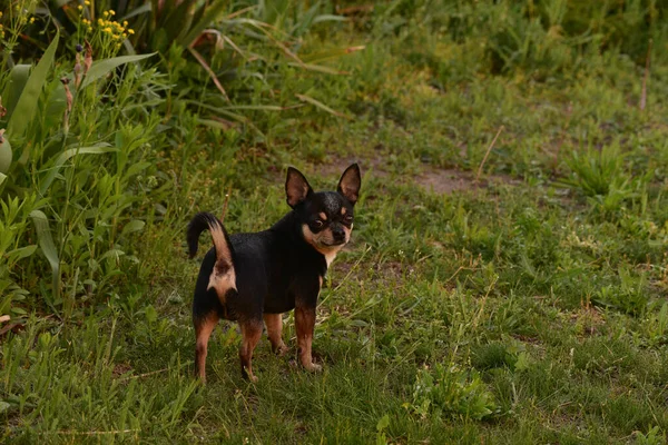 Pequeno Chihuahua Parque Chihuahua Cão Para Uma Caminhada Chihuahua Castanho — Fotografia de Stock