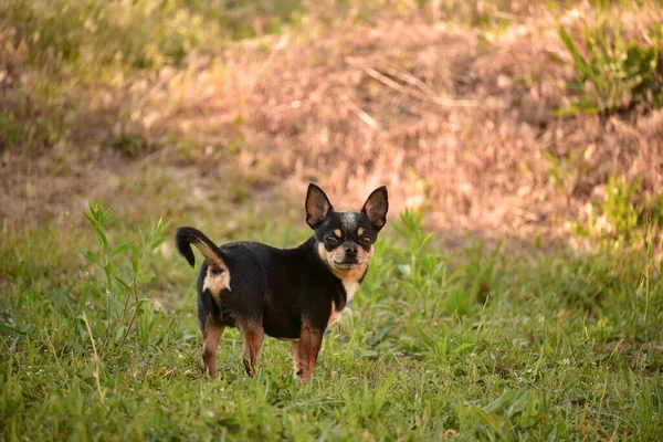 公园里的小奇瓦瓦奇瓦瓦犬散步 奇瓦瓦褐色 夏天狗在花园里或公园里散步 小品种的狗 宠物必须走在户外 狗的肖像 — 图库照片