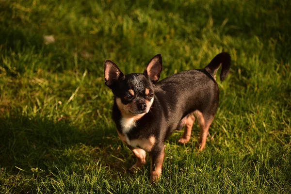 公園で少しChihuahua 散歩のChihuahua犬 Chihuahua茶色 夏の犬は庭や公園を歩く 犬の小さな品種 ペットは屋外を歩く必要があります 犬の肖像画 — ストック写真
