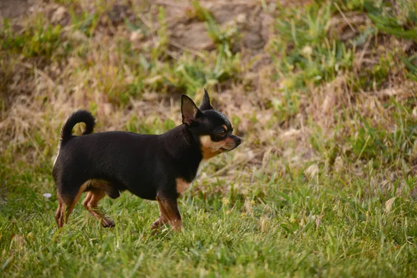 Parktaki Küçük Chihuahua Chihuahua Köpeği Yürüyüşe Çıktı Chihuahua Kahverengisi Yazın — Stok fotoğraf