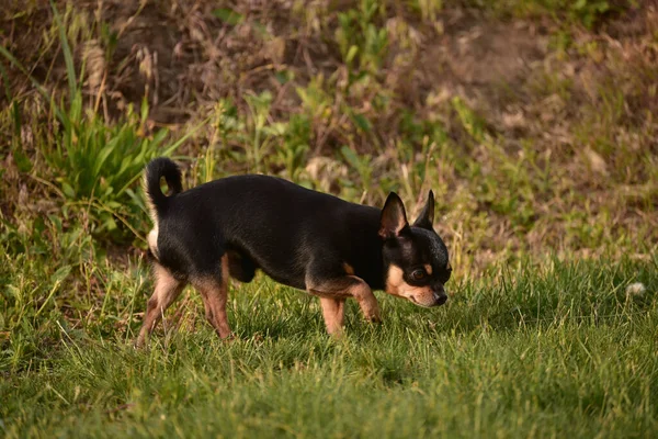 Kis Csivava Parkban Chihuahua Kutya Sétálni Chihuahua Barna Kutya Nyáron — Stock Fotó