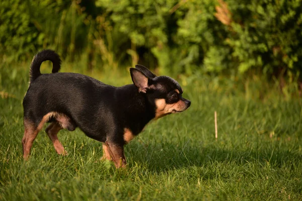 Kleine Chihuahua Het Park Chihuahua Hond Voor Een Wandeling Chihuahua — Stockfoto