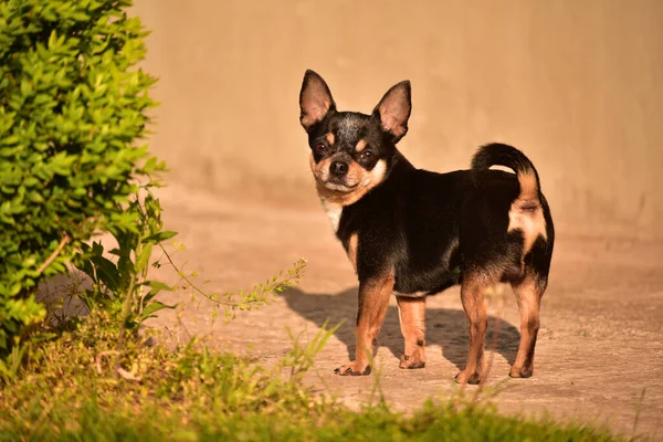 Piccolo Chihuahua Nel Parco Cane Chihuahua Una Passeggiata Chihuahua Marrone — Foto Stock