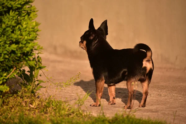 公园里的小奇瓦瓦奇瓦瓦犬散步 奇瓦瓦褐色 夏天狗在花园里或公园里散步 小品种的狗 宠物必须走在户外 狗的肖像 — 图库照片