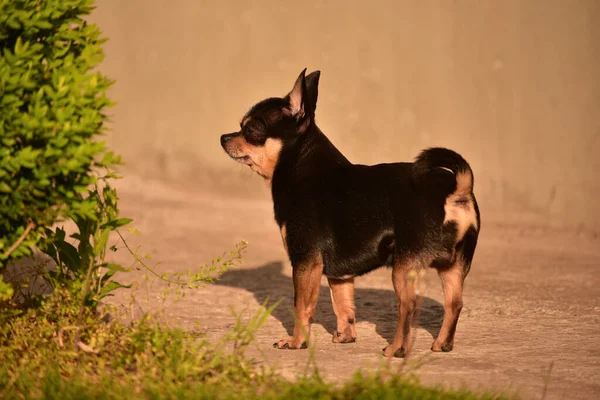 Kis Csivava Parkban Chihuahua Kutya Sétálni Chihuahua Barna Kutya Nyáron — Stock Fotó