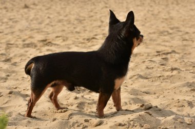 Chihuahua köpek cinsi. Nehir kenarındaki şirin, safkan bir köpek yavrusunun portresi. Chihuahua kum nehri. Hayvanlar ve deniz kıyısındaki yaz odyh konsepti. Yazın köpek ve doğa.