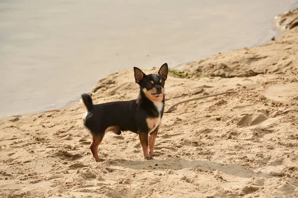 Rasa Câini Chihuahua Portretul Unui Cățeluș Drăguț Rasă Pură Chihuahua — Fotografie, imagine de stoc