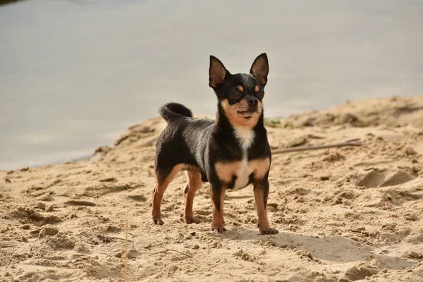 Chihuahua Köpek Cinsi Nehir Kenarındaki Şirin Safkan Bir Köpek Yavrusunun — Stok fotoğraf