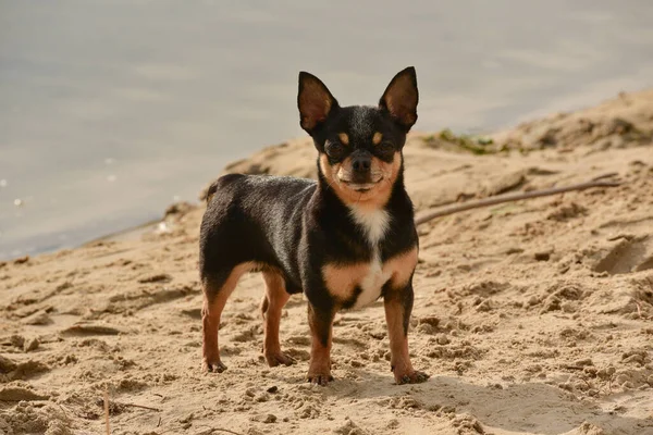 奇瓦瓦犬品种 河畔一只可爱的纯种小狗奇瓦瓦的肖像 千花沙河 河畔或海边的动物和夏天的奥迪的概念 夏天的狗和大自然 — 图库照片