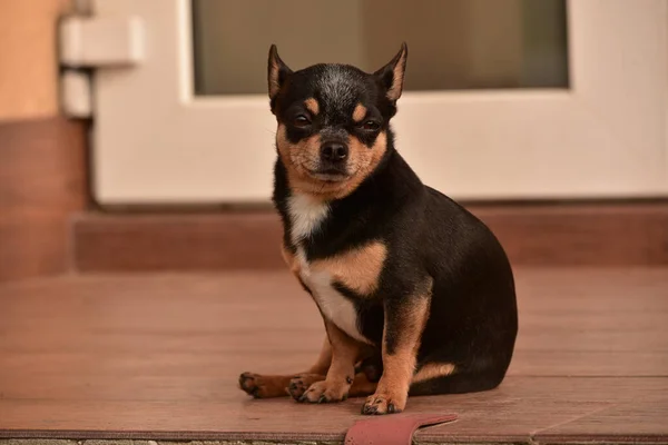 Chihuahua Sitter Tröskeln Liten Chihuahua Hund Sitter Gatan Vid Dörröppning — Stockfoto