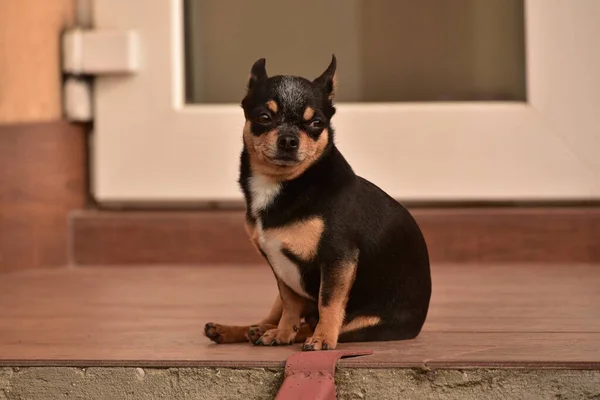 Chihuahua Kapının Önünde Oturuyor Küçük Bir Chihuahua Köpeği Sokakta Kapı — Stok fotoğraf