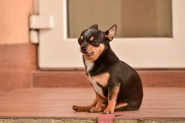 Chihuahua Kapının Önünde Oturuyor Küçük Bir Chihuahua Köpeği Sokakta Kapı — Stok fotoğraf