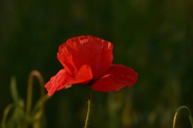 Parlak kırmızı gelincik çiçekleri. Bokeh kullanarak makro çekim. Paketleme paketleri, yerleşim yerleri ve bahçıvanlık konularıyla ilgili makaleler için uygun. Kırmızı haşhaş. Gün batımında kırmızı haşhaş. Bahar