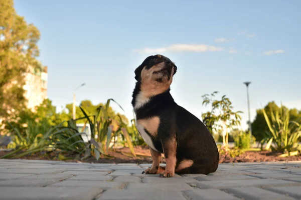 Chihuahua Hund Für Einen Spaziergang Chihuahua Schwarz Braun Und Weiß — Stockfoto