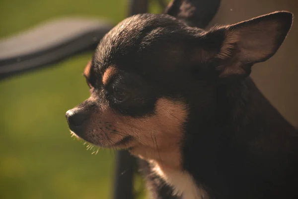 Chihuahua Křesle Pes Mazlíček Trojbarevný Černohnědobílý Pes Sedí Béžovém Křesle — Stock fotografie