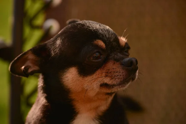 Chihuahua Una Silla Perro Mascota Tri Color Negro Marrón Blanco —  Fotos de Stock