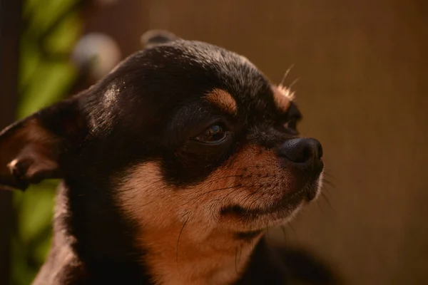 Chihuahua Una Silla Perro Mascota Tri Color Negro Marrón Blanco — Foto de Stock