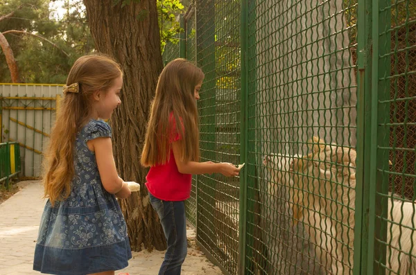 Dos Niñas Zoológico Dos Niñas Zoológico Verano Alimentan Miran Diferentes — Foto de Stock