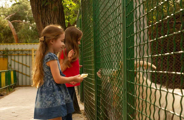 Dos Niñas Zoológico Dos Niñas Zoológico Verano Alimentan Miran Diferentes — Foto de Stock