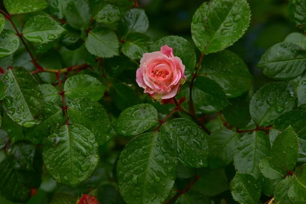Прекрасные Романтические Цветы Гибридного Чая Розы Сорта Двойной Восторг Саду — стоковое фото