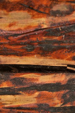 Kırmızı lekeli koyu siyah tahta arka plan. Yağmurdan sonra eski ıslak ahşap desen. Yağmur üstüne ahşap doku. Tasarımcılar için arkaplan