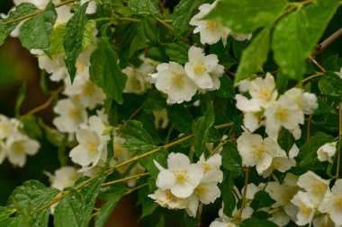 Beyaz çiçekler, yakın plan. Çalılıklarda beyaz güller. Haziran gülleri. Tasarımcılar için malzeme. Yazın gül ağacı dokusu.