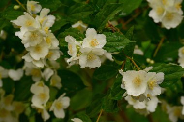 Beyaz çiçekler, yakın plan. Çalılıklarda beyaz güller. Haziran gülleri. Tasarımcılar için malzeme. Yazın gül ağacı dokusu.