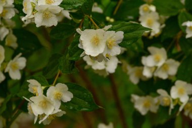 Beyaz çiçekler, yakın plan. Çalılıklarda beyaz güller. Haziran gülleri. Tasarımcılar için malzeme. Yazın gül ağacı dokusu.