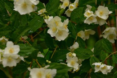 Beyaz çiçekler, yakın plan. Çalılıklarda beyaz güller. Haziran gülleri. Tasarımcılar için malzeme. Yazın gül ağacı dokusu.