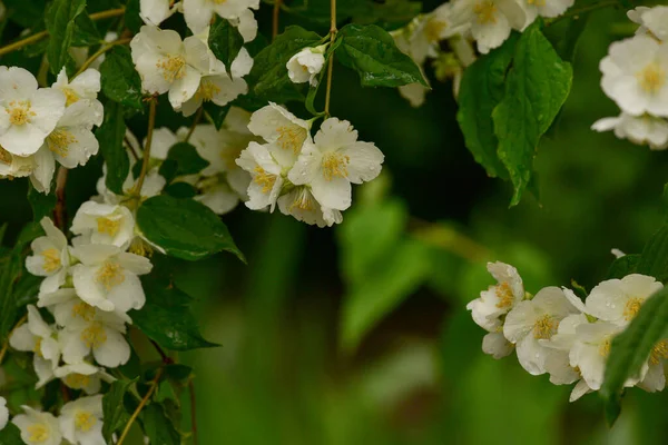 White Flowers Close White Roses Bush June Roses Material Designers — Stock Photo, Image