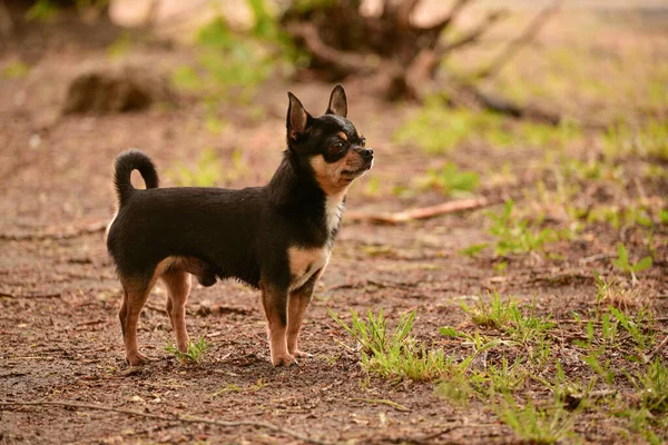 Chien Compagnie Promenades Dans Rue Chihuahua Chien Pour Une Promenade — Photo