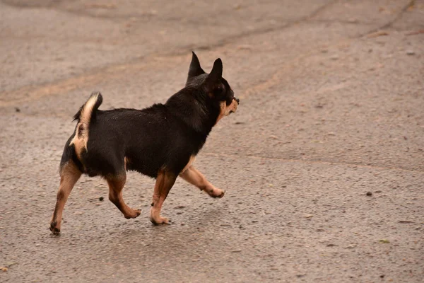 Evcil Köpek Sokakta Yürüyor Chihuahua Köpeği Yürüyüşe Çıktı Chihuahua Siyah — Stok fotoğraf